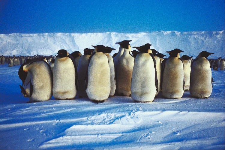 Hay diversas maneras de enseñar a los preescolares acerca de los pingüinos.