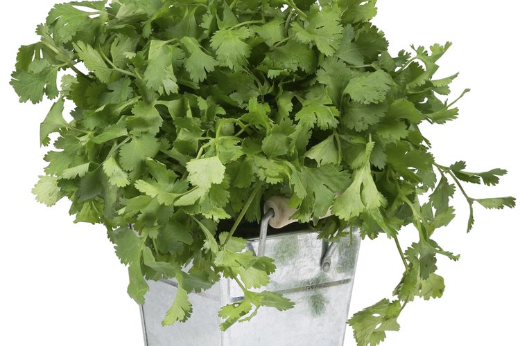Las plantas de cilantro que se cultiva en macetas y jardines eventualmente producirán flores.