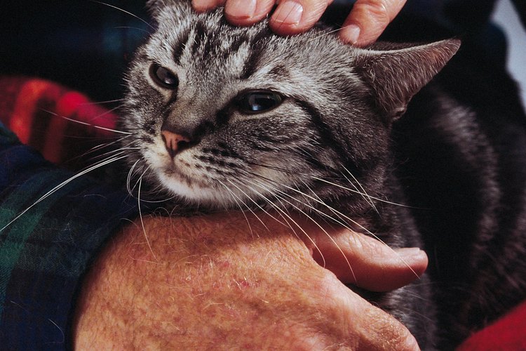 Es más complicado que un gato mayor quiera utilizar el arenero, pero no es imposible.