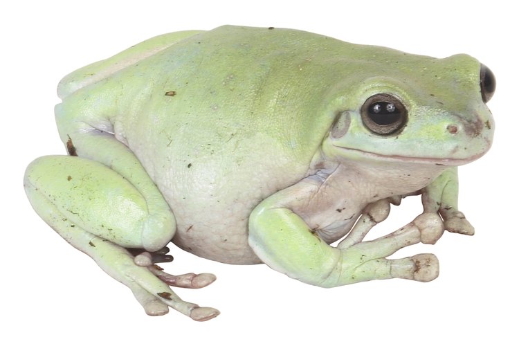Aprende a construir una trampa para ranas.