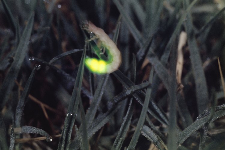 Larva de luciérnaga.