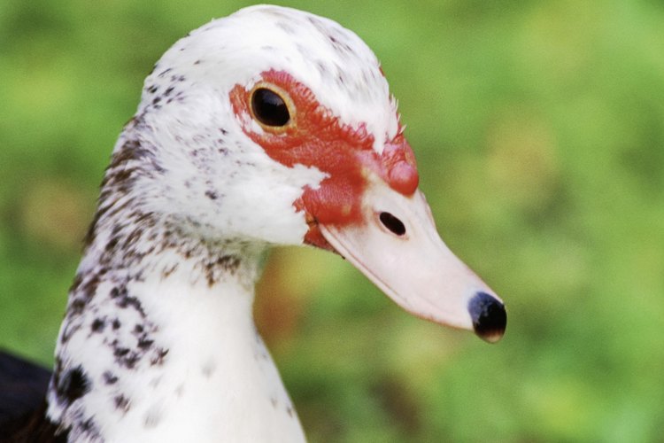 Los huevos de pato criollo son básicamente iguales a los huevos de gallina.