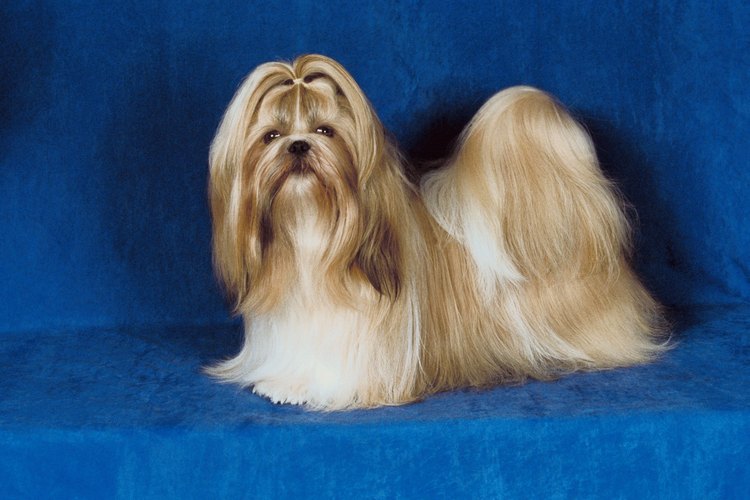 El Shih Tzu tiene una personalidad cariñosa y amable.