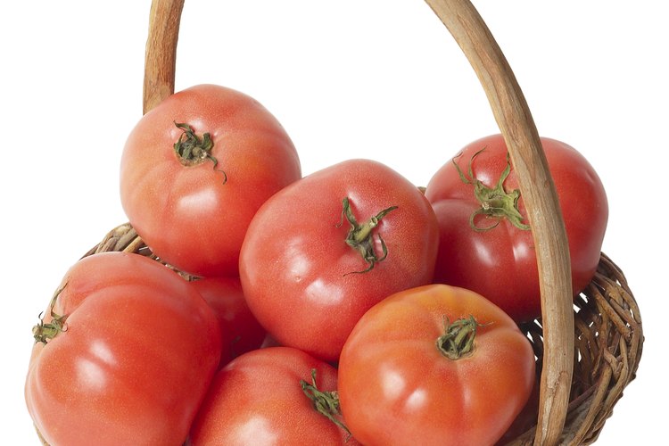Los tomates pueden madurar ya cortados de la planta si están a temperatura ambiente.