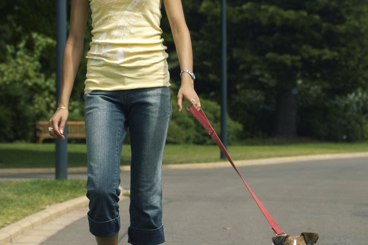 Cómo evitar que las moscas piquen las orejas de mi perro.