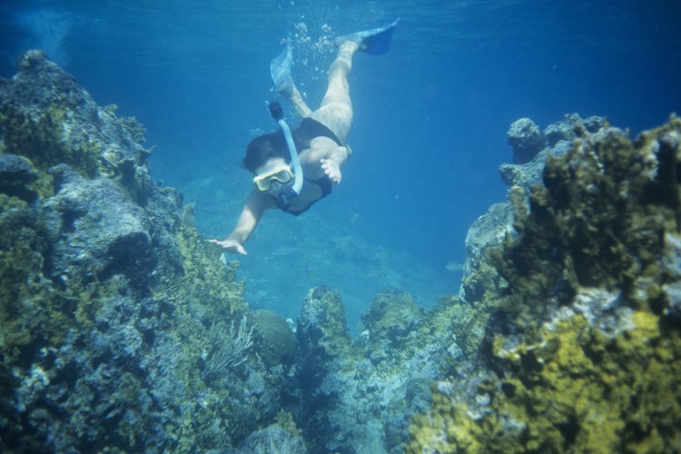 Descubre un mundo excitante bajo el agua.
