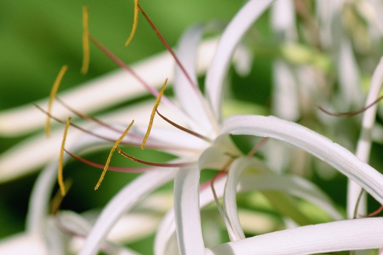 Las amarilidáceas son un alimento favorito del saltamontes palurdo oriental.