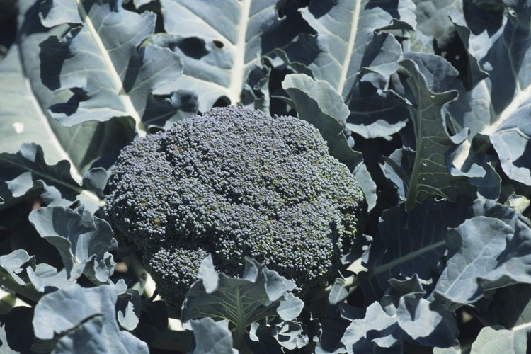 Una cabeza de brócoli comprende miles de capullos de flores inmaduros.