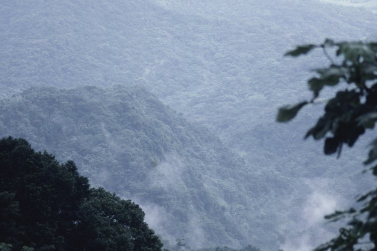 El bosque nacional El Yunque de Puerto Rico, cuenta con millas de senderos para caminantes de todos los niveles.