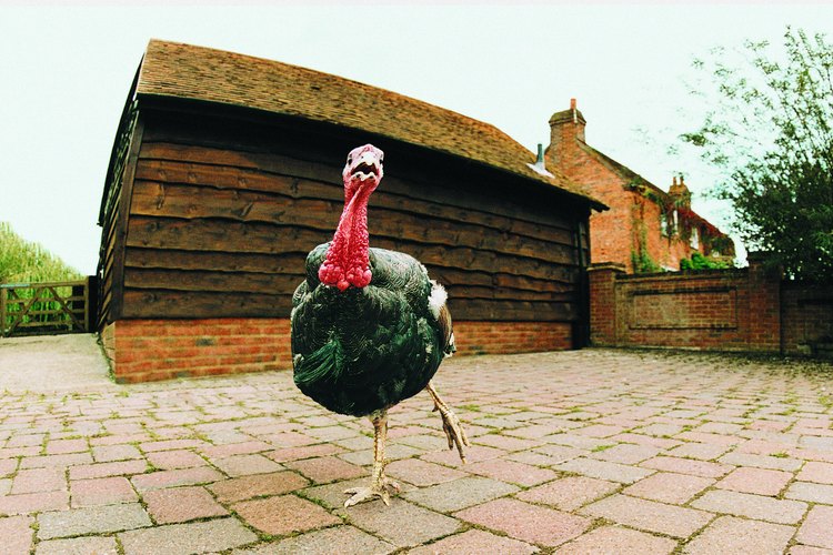 El pavo es el símbolo de la fiesta de Acción de Gracias.