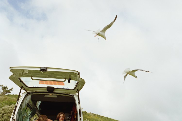 Si ves otras aves volando alrededor, aléjate sin tocar al pajarito que está en el piso.