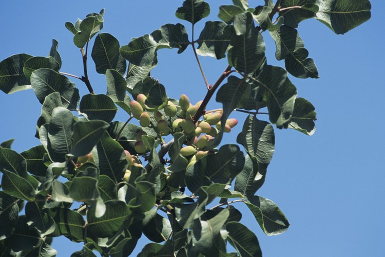 Para podar los pistachos usa la técnica de la poda abierta.