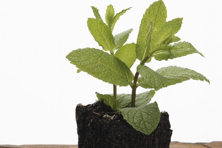 La planta de menta es susceptible a enfermedades fúngicas.