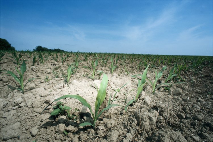 La erosión resulta en la pérdida de suelo fértil y nutrientes muy necesarios.