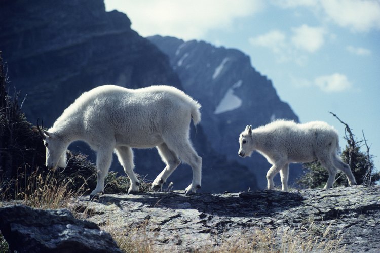 La Cooperativa de Cabras del Sureste de Texas.