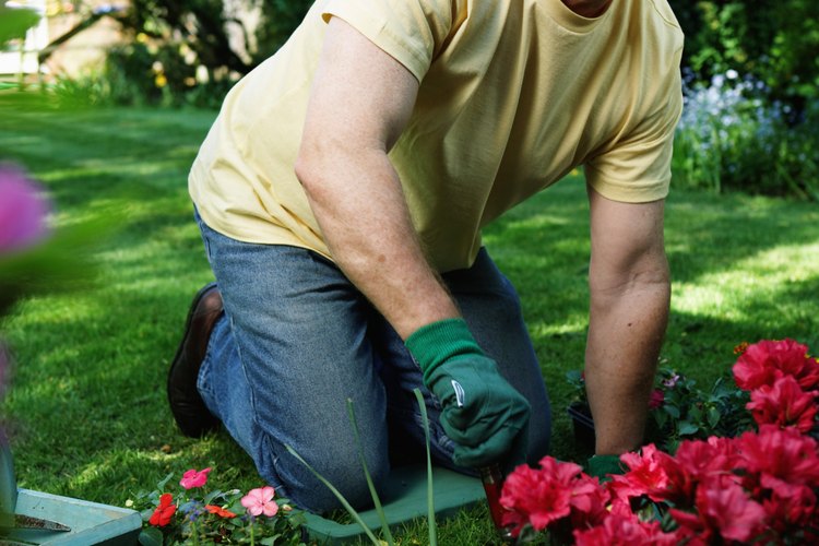 Los jardineros pueden tener las plantas venenosas en su propiedad sin darse cuenta.