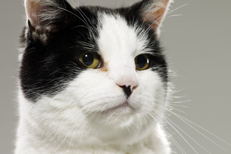 Gato bicolor.