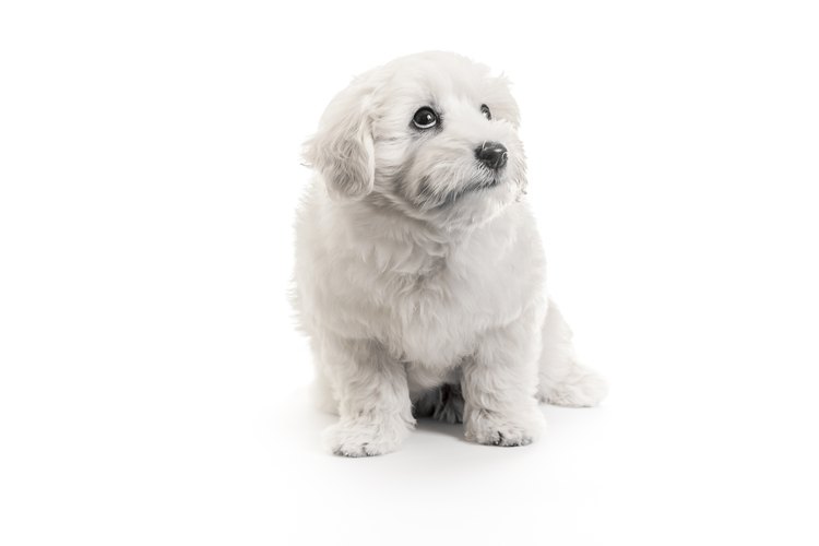 Los Bichón Frisé son blancos.