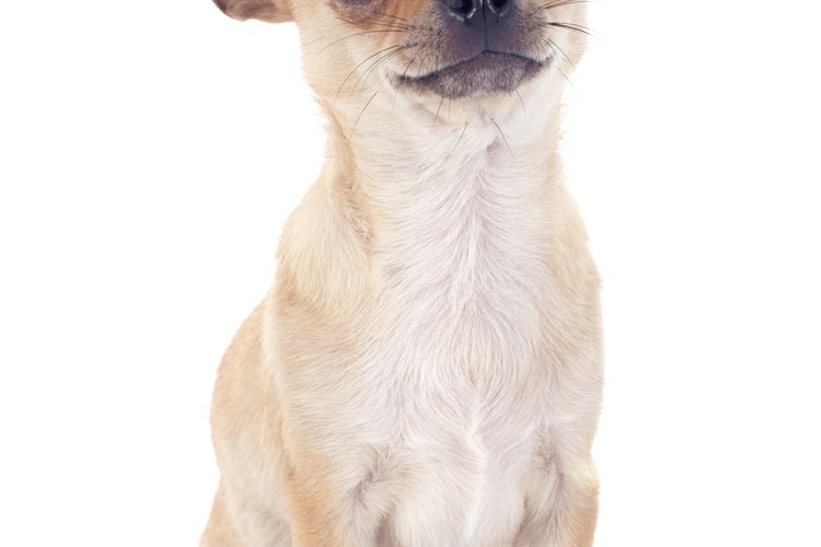 Los chihuahuas son la raza de perros más pequeña.