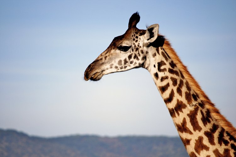 Jirafa.