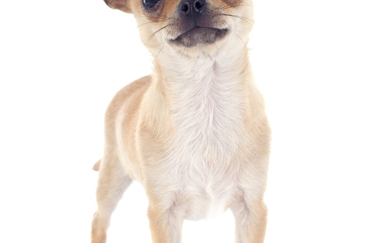 Aprende a bañar tu perrito.