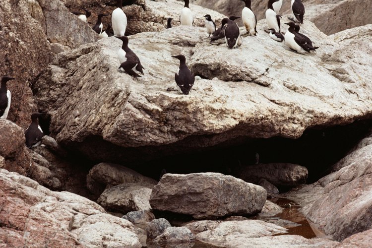 Existen 17 especies conocidas de pingüinos, los cuales varían en tamaño, color y comportamiento.