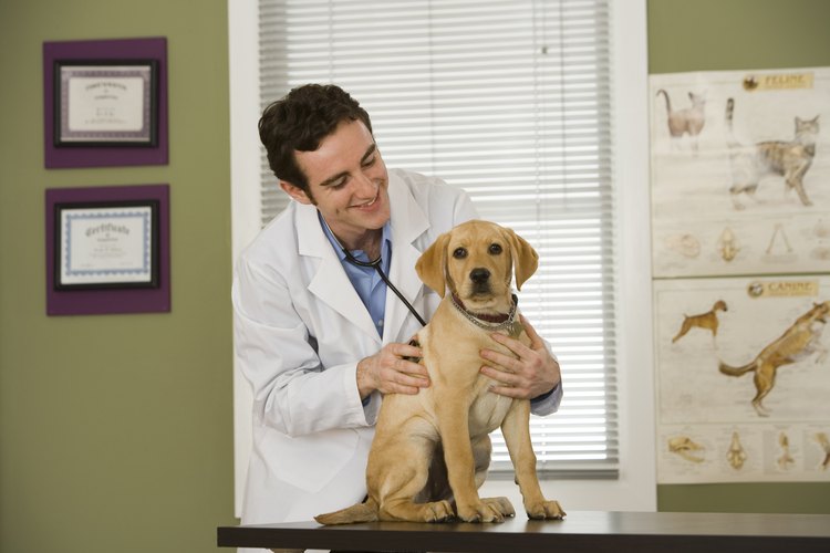 Cachorro en el veterinario