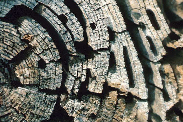Madera dañada por las termitas.