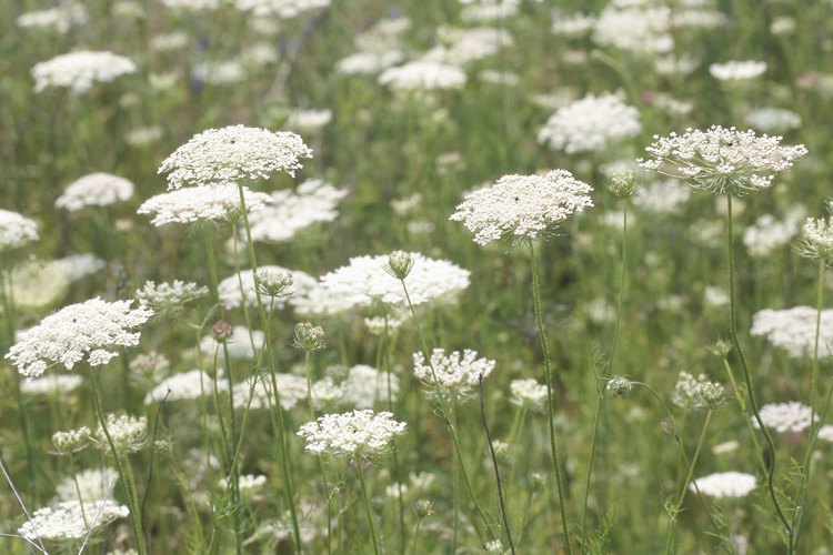 La zanahoria silvestre crece junto a caminos y campos.