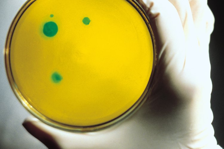 Las bacterias son organismos.