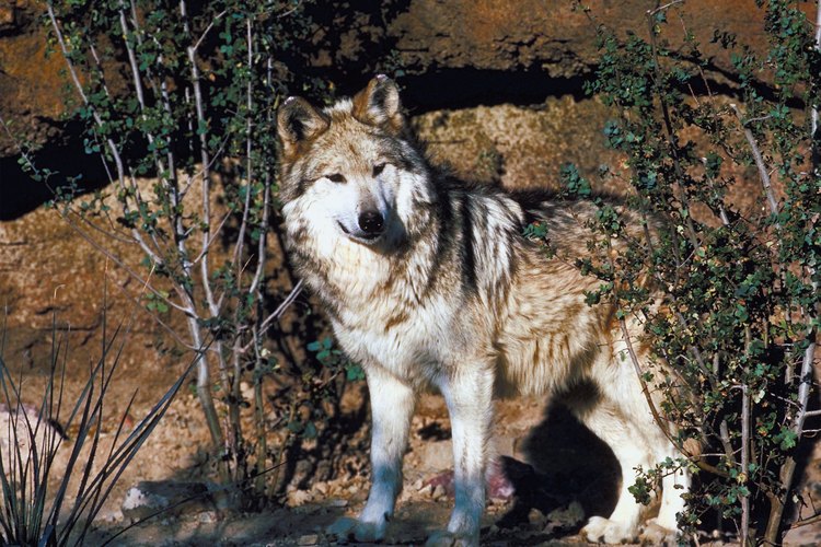 En 1970, el lobo gris mexicano, la subespecie de lobo gris en mayor peligro de extinción, estaba prácticamente extinta en el suroeste.