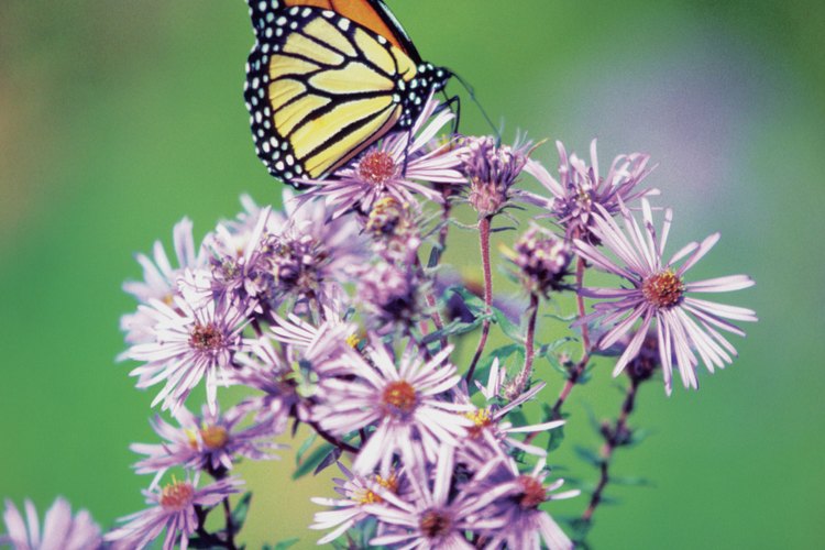 Las flores silvestres nativas atraen a las mariposas a los jardines cercanos a tu casa.