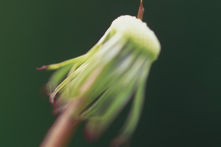 Para crear una variedad híbrida, las flores de una planta de una línea pura son polinizadas desde otra línea pura.