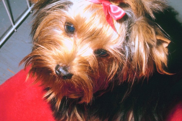 Cuida bien a tu Yorkshire terrier.