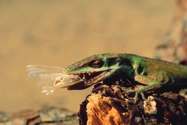 Los anolis por lo general viven en los árboles. pero también los puedes encontrar asoleándose en techos o banquetas.