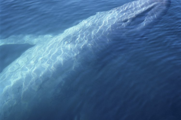 Las ballenas azules son mamíferos gigantes.