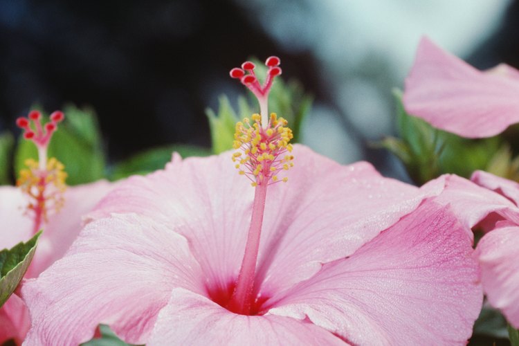 Los pareos hawaianos a menudo tienen flores de hibisco.