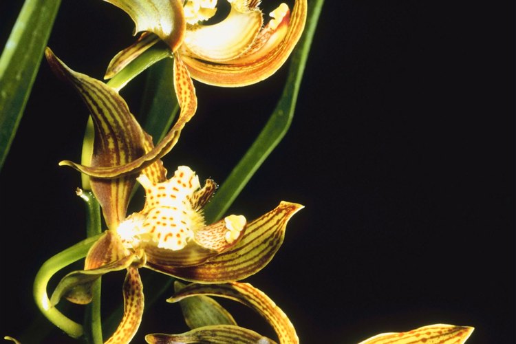 Hay más de 25.000 especies de orquídeas por todo el mundo.