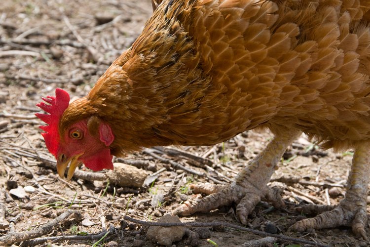 Una gallina en libertad