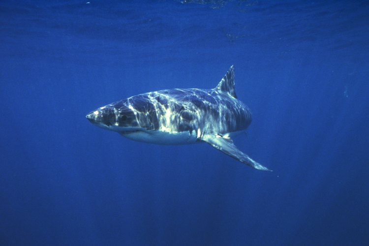 El gran tiburón blanco fue elegido como la especie de tiburón mortal para la película "Tiburón".