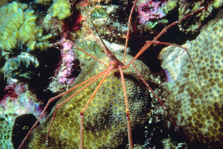 El tracto digestivo de la araña de mar se extiende en las piernas.