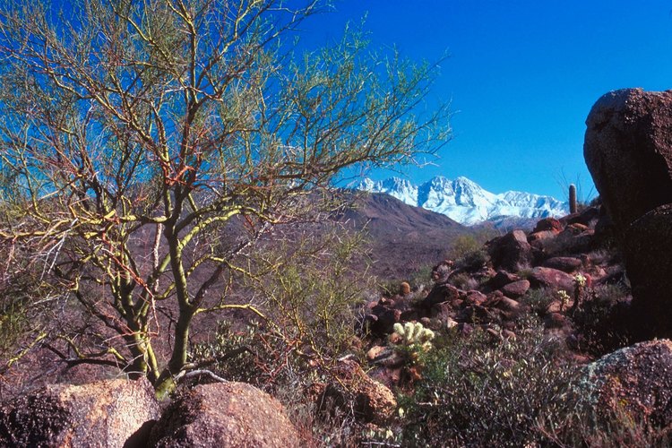 Los cuatro picos de Four Peaks están cubiertos de nieve durante enero y febrero.