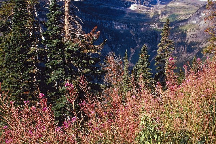 Glacier National Park está a un fácil día de viaje desde Kalispell.