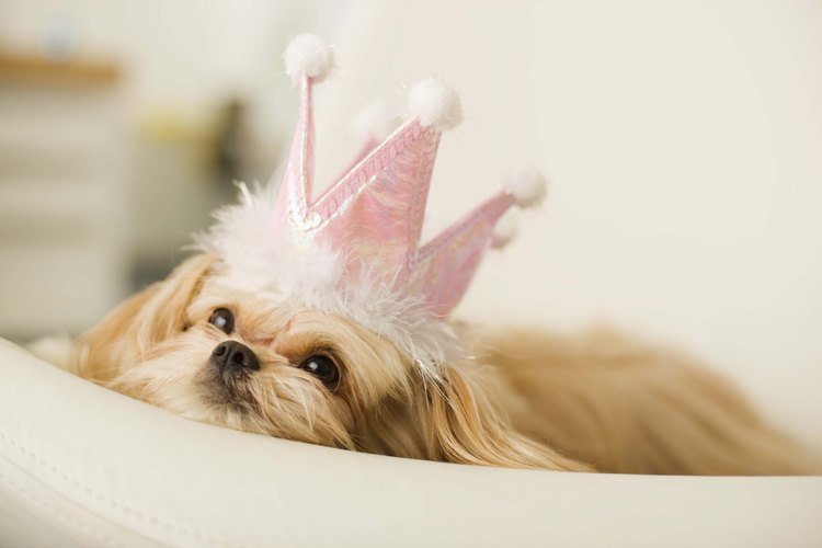 Con un poco de creatividad y tiempo, puedes hacerle a tu perro un traje del que estarás orgullosa.