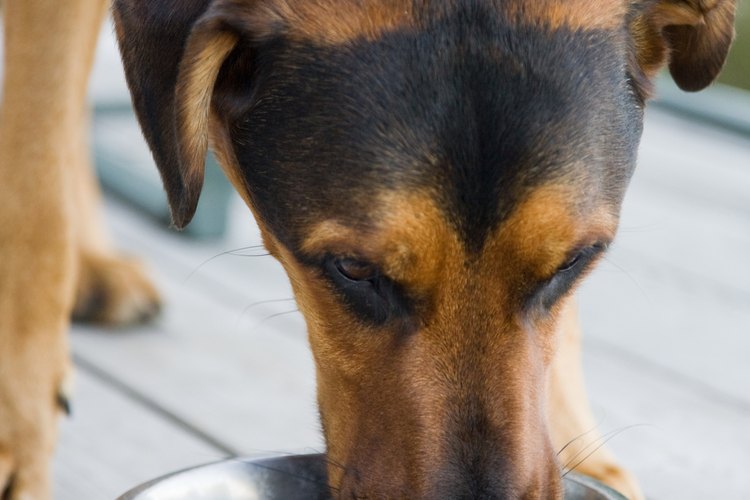 Cambiar la dieta de tu perro puede ayudar a prevenir piedras de estruvita.