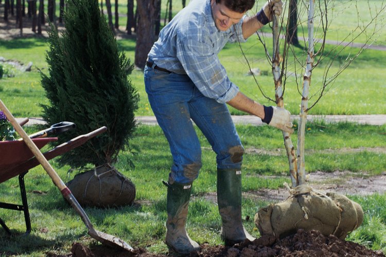 Plantar árboles mejora la calidad del oxígeno y reduce la contaminación acústica de las grandes ciudades.