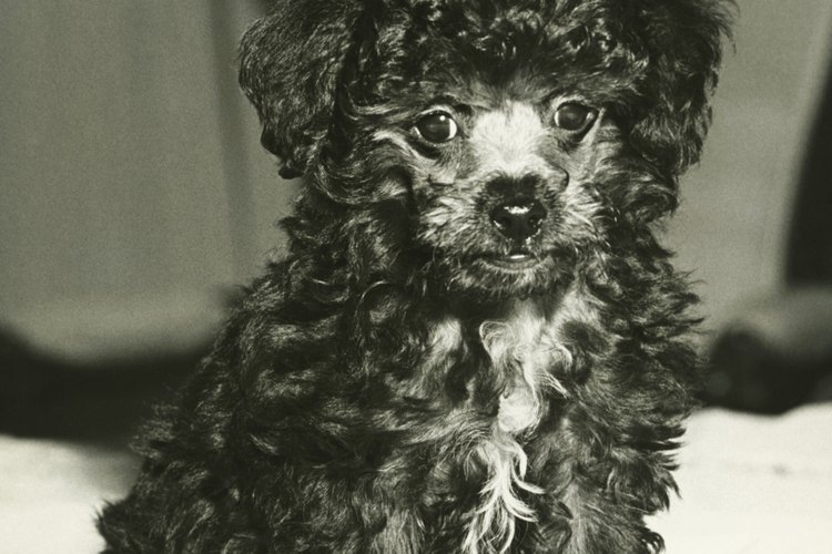 Los cachorros de caniche necesitan desparasitaciones regulares para mantenerse saludables.