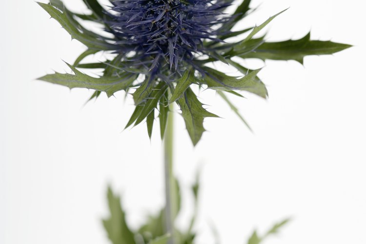 Las salvias pueden ser de autosiembra; si no es deseada, impídela quitando las flores muertas.