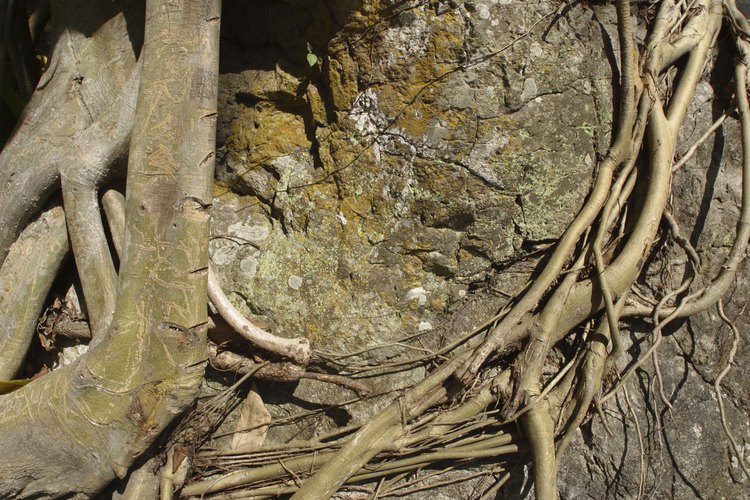 Afecta el desarrollo de las raíces y la clorosis de la hoja o amarillamiento del follaje.