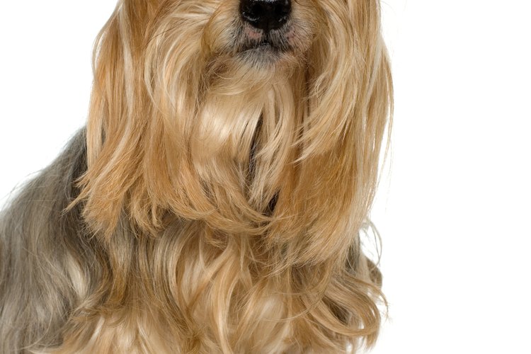 Cepilla a tu mascota diariamente para mantener un pelaje sano y lustroso.